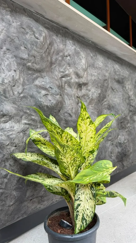 Close-up of the grey StoneArt counter surface beneath a pale countertop, with a variegated plant in front.